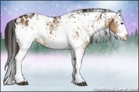 Horse Color:White Spotted Bay Dun Splash Appaloosa 