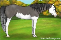 Horse Color:Grullo Sabino Splash 