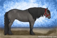 Horse Color:Black Rabicano 