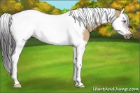 Horse Color:Bay Dun Splash Tobiano Frame 