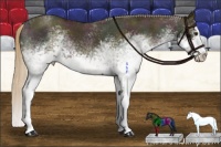 Horse Color:White Spotted Midnight Red Dun Roan Splash Rabicano