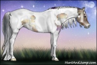 Horse Color:Plaid  White Spotted Brown Onyx Tobiano 