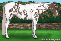 Horse Color:Silver Black Sabino Tobiano Appaloosa 