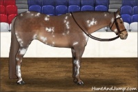 Horse Color:White Spotted Liver Chestnut 
