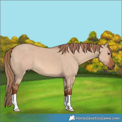 Horse Color:Red Dun