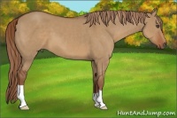 Horse Color:Red Dun 
