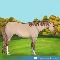 Horse Color:Red Dun 