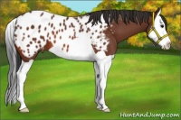 Horse Color:Bay Splash Appaloosa 
