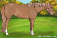 Horse Color:Chestnut 