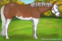 Horse Color:Silver Bay Splash