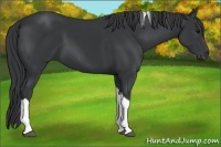 Horse Color:Black Tobiano