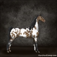 Horse Color:Brown Dun Sabino Appaloosa