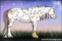 Horse Color:White Spotted Red Dun Splash 