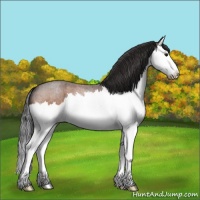 Horse Color:Bay Roan Splash 