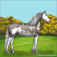 Horse Color:White Spotted Silver Black Splash Rabicano 