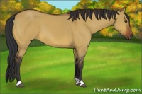 Horse Color:Bay Dun