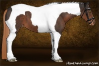Horse Color:Liver Chestnut Tobiano Appaloosa 