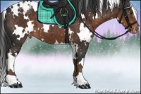 Horse Color:White Spotted Liver Chestnut Appaloosa 