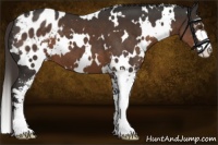 Horse Color:White Spotted Liver Chestnut Sabino Varnish 