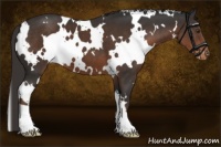 Horse Color:White Spotted Liver Chestnut Appaloosa 