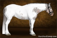 Horse Color:White Spotted Liver Chestnut Tobiano Appaloosa