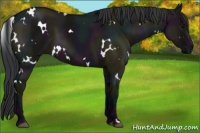 Horse Color:White Spotted Midnight Grullo 