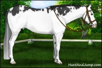 Horse Color:White Spotted Black Splash