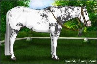 Horse Color:Black Sabino Appaloosa 