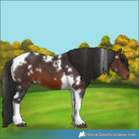 Horse Color:White Spotted Brown Tobiano 