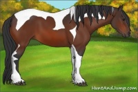 Horse Color:Bay Tobiano 