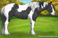 Horse Color:Black Splash Tobiano Rabicano