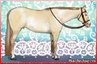 Horse Color:White Spotted Bay Pearl Dun Sabino Rabicano Brindle 