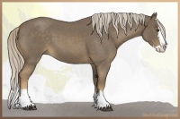 Horse Color:Chocolate Palomino Roan Splash 