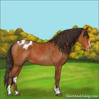 Horse Color:Bay Sabino Appaloosa 
