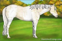 Horse Color:Plaid  White Spotted Silver Buckskin Pearl Rabicano 