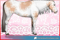 Horse Color:White Spotted Bay Dun