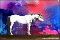 Horse Color:Brown Dun Sabino Tobiano Frame Appaloosa 