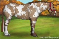 Horse Color:White Spotted Red Dun
