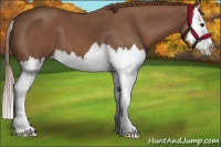 Horse Color:Chestnut Splash 