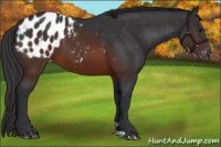 Horse Color:Brown Appaloosa 