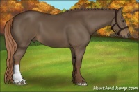 Horse Color:Liver Chestnut 