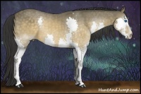 Horse Color:Buckskin Splash 