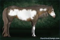 Horse Color:Chocolate Palomino Frame