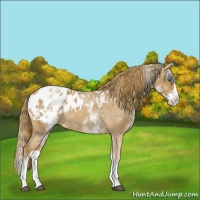Horse Color:White Spotted Red Roan Splash Appaloosa Rabicano 