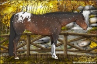 Horse Color:Liver Chestnut Snowflake Varnish