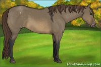 Horse Color:Buckskin Dun Appaloosa 