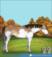 Horse Color:Gray Bay Dun Splash