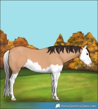 Horse Color:Bay Dun Splash 
