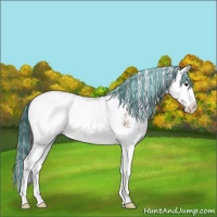 Horse Color:Painted Bay Sabino Splash Appaloosa Rabicano 