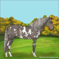 Horse Color:White Spotted Silver Black 